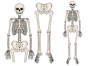 骨活クイズ　骨の外側は白くてかたいですが、骨の中はどうなっている？
